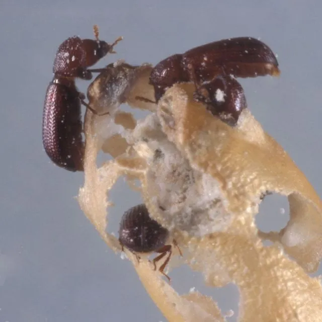 thumbnail for publication: Lesser Grain Borer Rhyzopertha dominica (F.) (Insecta: Coleoptera: Bostrichidae)